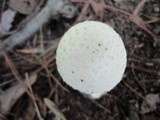 Amanita chrysoblema image