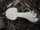 Amanita chrysoblema image