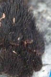 Gloiodon occidentalis image