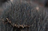 Gloiodon occidentalis image