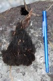 Gloiodon occidentalis image