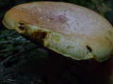 Gymnopilus subpurpuratus image