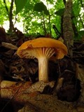 Cuphophyllus pratensis image
