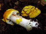 Amanita flavorubens image