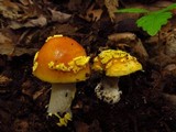 Amanita flavorubens image