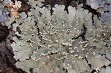 Flavopunctelia soredica image