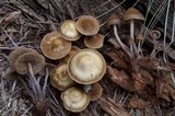 Kuehneromyces lignicola image
