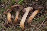 Chroogomphus ochraceus image