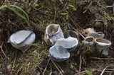 Hypomyces cervinigenus image
