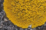Candelina submexicana image