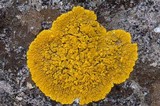Candelina submexicana image