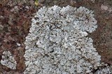 Physcia tribacia var. tribacia image
