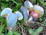 Caloboletus inedulis image