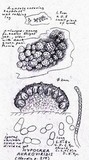 Trichoderma aureoviride image