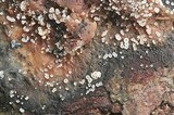 Hyaloscypha daedaleae image