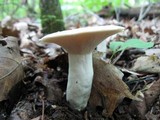 Lactarius piperatus image