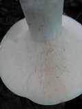 Lactarius piperatus image