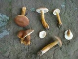 Gyroporus castaneus image
