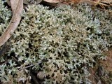 Cladia corallaizon image