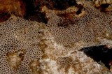 Resupinatus urceolatus image