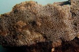 Resupinatus urceolatus image