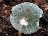 Russula parvovirescens image