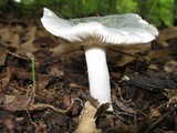 Russula parvovirescens image