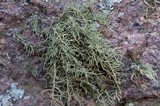 Usnea amblyoclada image