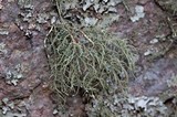 Usnea amblyoclada image