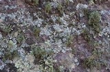 Usnea amblyoclada image