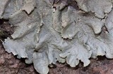 Parmotrema crinitum image