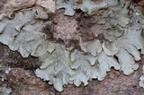 Parmotrema crinitum image