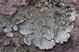 Parmotrema crinitum image