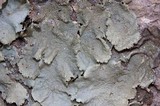 Parmotrema crinitum image
