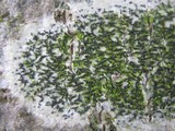 Arthonia atra image