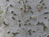 Graphis elegans image