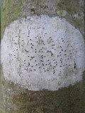 Graphis elegans image