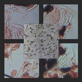 Graphis elegans image