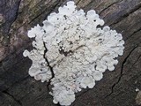 Flavoparmelia soredians image