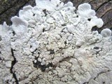 Flavoparmelia soredians image