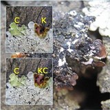Flavoparmelia soredians image