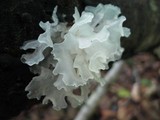 Tremella fuciformis image