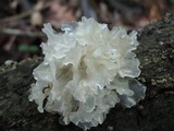 Tremella fuciformis image