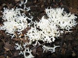 Ramariopsis kunzei image