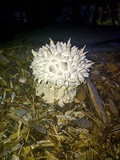 Calvatia sculpta image