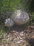 Calvatia sculpta image