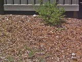 Calvatia sculpta image