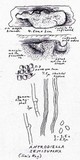 Antrodiella semisupina image