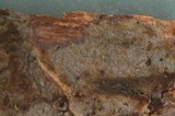 Basidiodendron rimosum image
