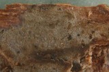 Basidiodendron rimosum image